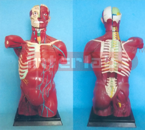 108 CM ANATOMICAL MUSCULAR SKIN TORSO WITH INTERNAL ORGANS